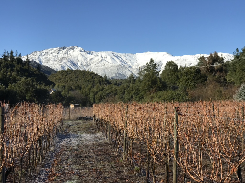 Vineyard row
